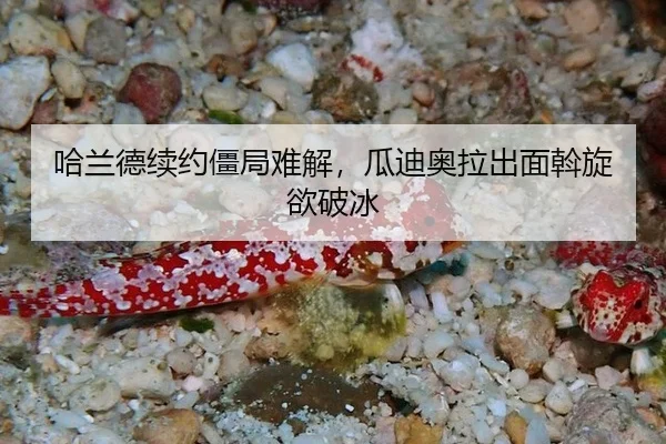 ha-lan-de-xu-yue-jiang-ju-nan-jie-gua-di-ao-la-chu-mian-wo-xuan-yu-po-bing-3-570.jpg